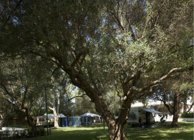 Camping among trees with tents and a camper.