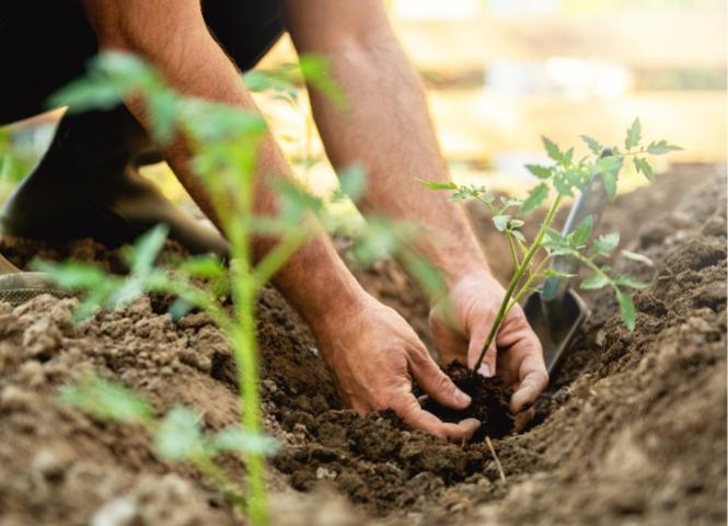 Person planting a young seedling in the garden.